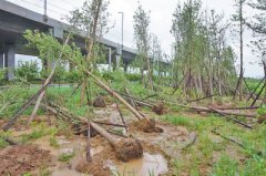 郑州陇海路向西北侧生态廊道 百余棵银杏树倒下了