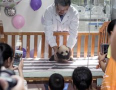 上海动物园开园来6只熊猫死亡:兽医水平有限